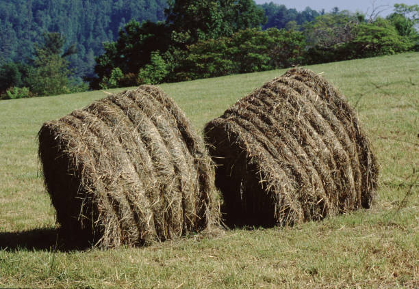 istock Old Hay Stacks in North Carolina 1409384688
