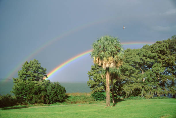 doppel regenbogen mit kohlpalme - cabbage palm stock-fotos und bilder