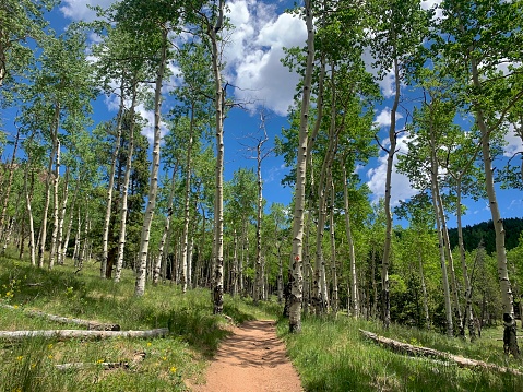 Aspen lined hiking path