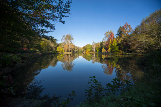 reflection by the lake - spring forest scenics reflection imagens e fotografias de stock
