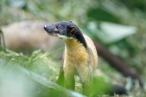 Closed up adult Yellow-throated marten, low angle view, front shot, in the morning foraging on the grass with the fallen tree in tropical moist montane forest, national park in central Thailand