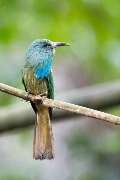 Bee-eater bird : adult Blue-bearded bee-eater (Nyctyornis athertoni).