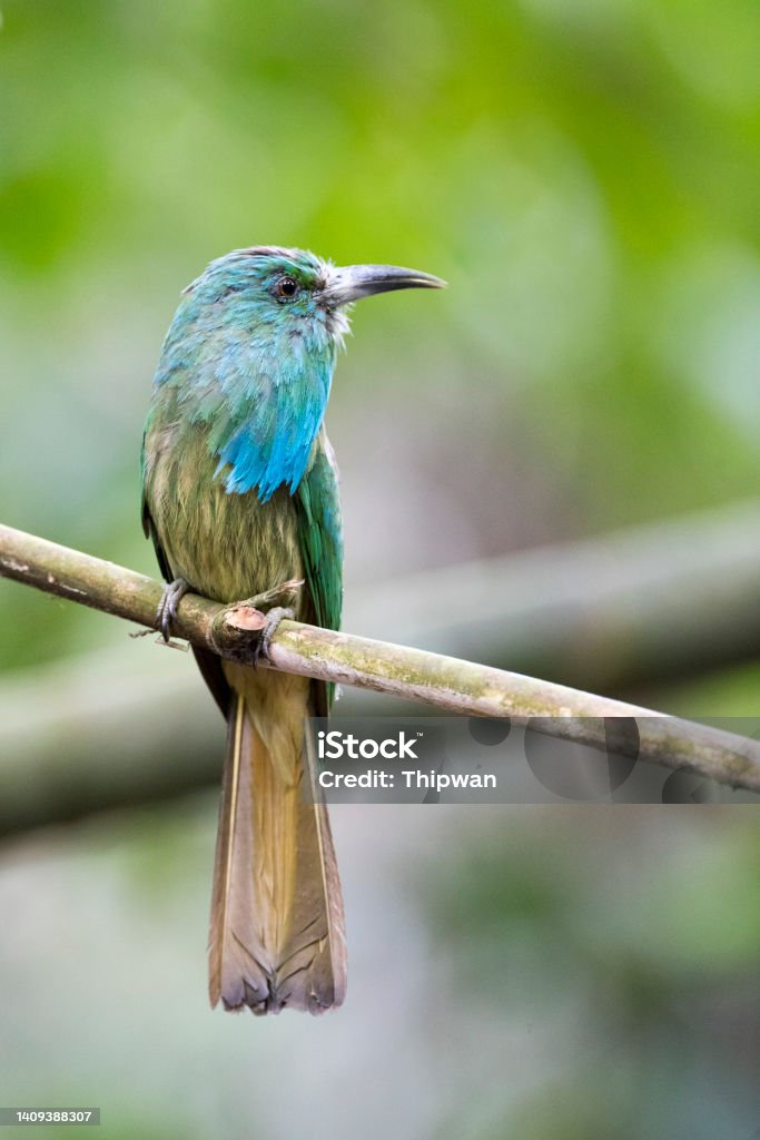Bee-eater bird : adult Blue-bearded bee-eater (Nyctyornis athertoni). Beautiful adult Blue-bearded bee-eater, uprisen angle view, front shot, perching on the branch of tropical tree in tropical forest, national park in central Thailand. Abdomen Stock Photo