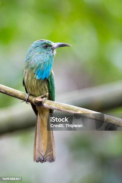 Beeeater Bird Adult Bluebearded Beeeater Stock Photo - Download Image Now