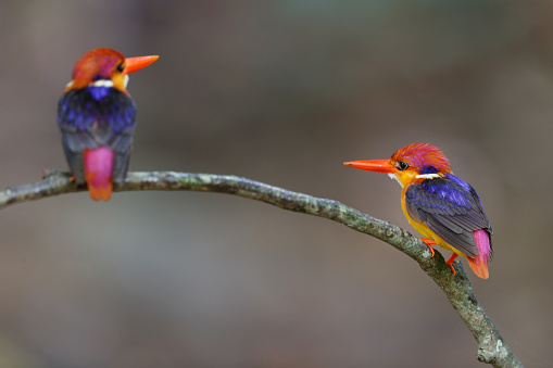 Beautiful a couple of adult Black-backed kingfisher, also known as the oriental dwarf kingfisher or three-toed kingfisher, low angle view, rear shot, perching on the curved branch of tropical tree in tropical dense rainforest, national park in central Thailand.