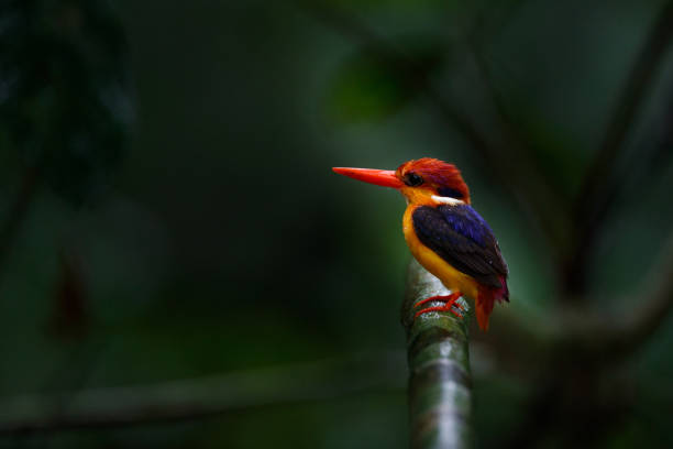 Photo of Kingfisher bird : adult Black-backed kingfisher, also known as the oriental dwarf kingfisher or three-toed kingfisher (Ceyx erithaca).