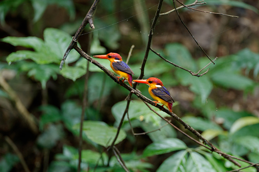 Beautiful a couple of adult Black-backed kingfisher, also known as the oriental dwarf kingfisher or three-toed kingfisher, low angle view, side shot, resting on the branch of tropical tree after making bird's nest in tropical dense rainforest, national park in central Thailand.