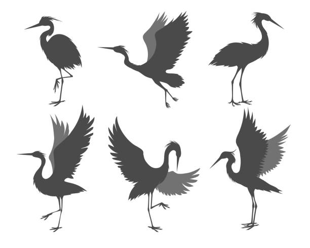 Heron poses silhouettes Heron poses. Isolated egret bird vector drawn, stork birds detailed silhouettes, beautiful wild fauna creature herons, dance fly stand crane drawings isolated on white background heron stock illustrations