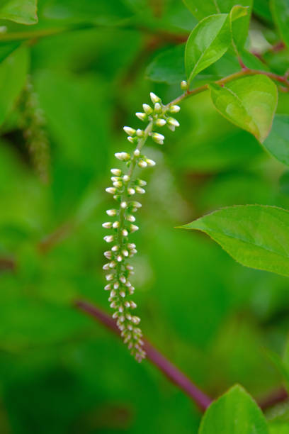 istock Spring Buds-Charleston, West Virginia 1409389720