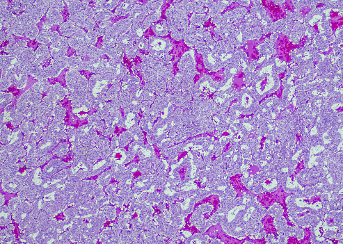 Micrograph of rat brain. Science cross section.