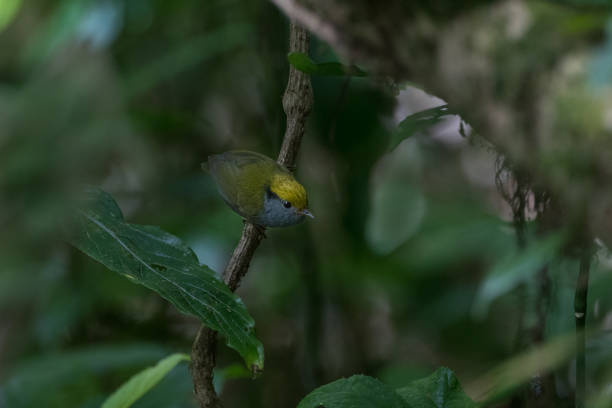 tesia bird : adult slaty-bellied tesia (tesia olivea). - bark bird warbler tree trunk imagens e fotografias de stock