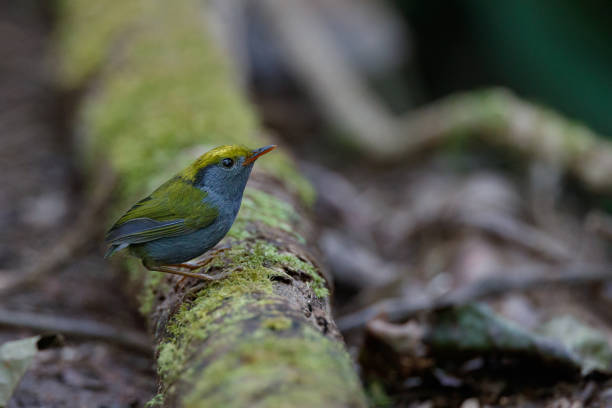 tesia bird : adult slaty-bellied tesia (tesia olivea). - bark bird warbler tree trunk imagens e fotografias de stock