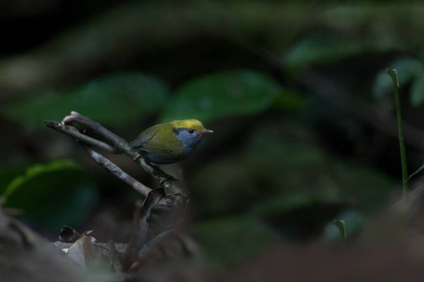 tesia bird : adult slaty-bellied tesia (tesia olivea). - bark bird warbler tree trunk imagens e fotografias de stock