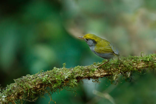 tesia bird : adult slaty-bellied tesia (tesia olivea). - bark bird warbler tree trunk imagens e fotografias de stock