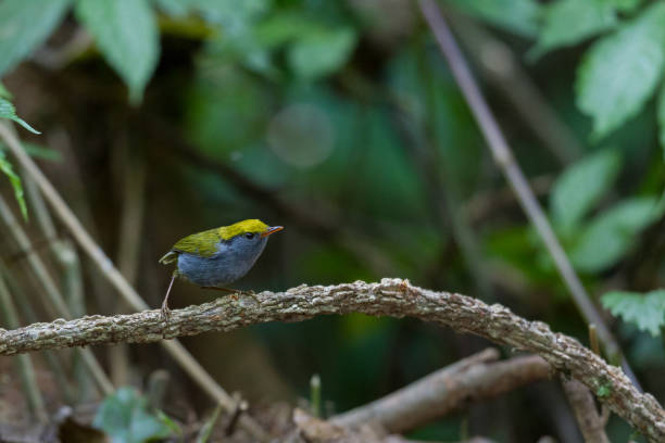 tesia bird : adult slaty-bellied tesia (tesia olivea). - bark bird warbler tree trunk imagens e fotografias de stock