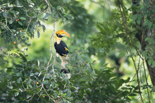 Hornbill bird : adult female Great hornbill, also known as the concave-casqued hornbill, great Indian hornbill or great pied hornbill (Buceros bicornis). Beautiful adult female Great hornbill, also known as the concave-casqued hornbill, great Indian hornbill or great pied hornbill, uprisen angle view, front shot, in the morning perching on the small twigs of tropical fruit tree in tropical dry forest, Khao Yai National Park, northeastern Thailand. hornbill stock pictures, royalty-free photos & images