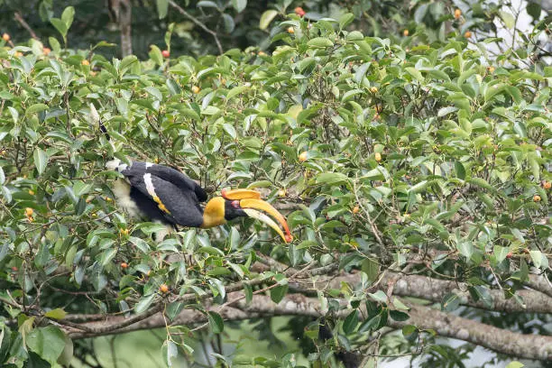 Beautiful adult female Great hornbill, also known as the concave-casqued hornbill, great Indian hornbill or great pied hornbill, uprisen angle view, half shot, in the morning with fruit in beak perching on the small twigs of tropical fruit tree in tropical dry forest, Khao Yai National Park, northeastern Thailand.