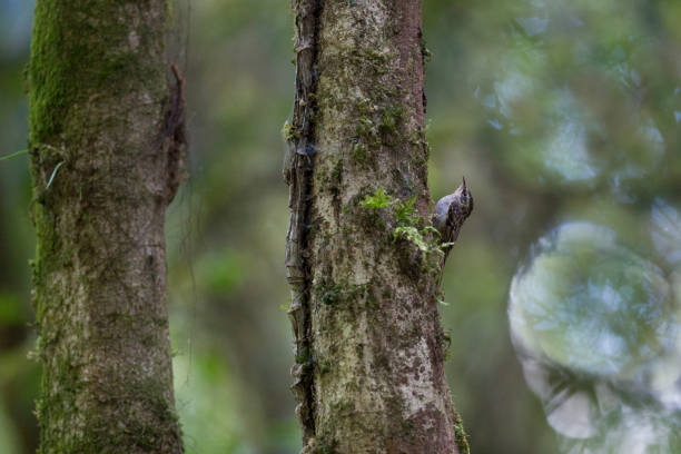 Closed up adult Hume's treecreeper, uprisen angle view, side shot, climbing and foraging insects on the tropical tree trunk in the morning in tropical moist montane forest, national park in northern Thailand.