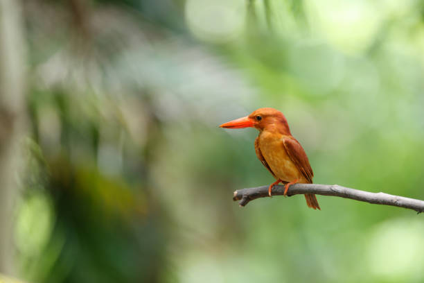 Male kingfisher bird perched on a stick