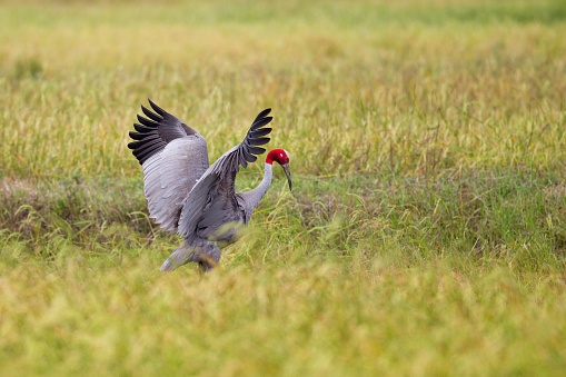 Beautiful adult Sarus crane, low angle view, side shot, in the bright morning spread wings dancing on the agriculture fields in tropical climate, northeastern Thailand.