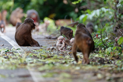 A group of Stump-tailed macaque, low angle view, front shot, foraging in tropical rainforest, Khao Yai National Park, northeastern Thailand.