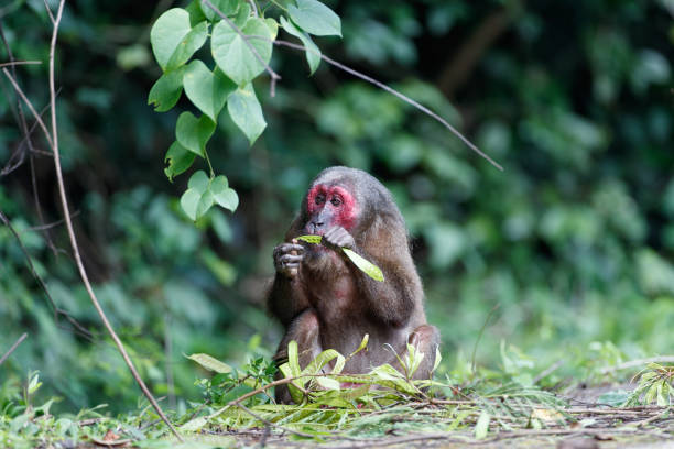 Closed up adult Stump-tailed macaque, low angle view, front shot, sitting and eat seed in tropical rainforest, Khao Yai National Park, northeastern Thailand.