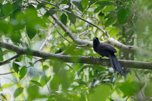 Beautiful rare bird, adult Ratchet-tailed treepie, uprisen angle view, side shot, perching on the big branch of tropical tree in tropical rainforest, Kaeng Krachan National Park in central Thailand.