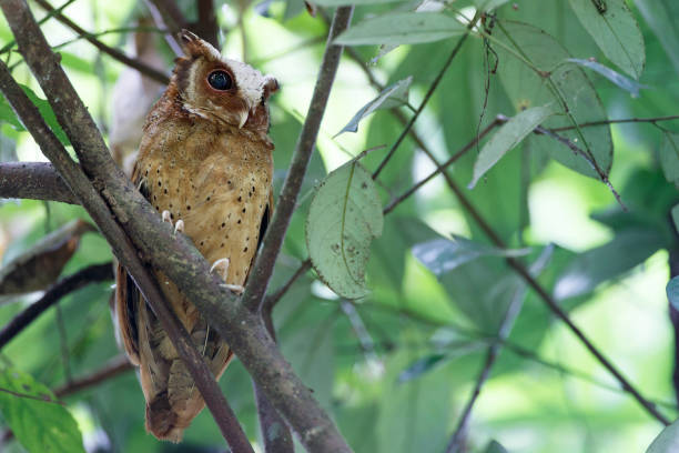 istock Nocturnal bird : adult White-fronted scops owl (Otus sagittatus). 1409393648