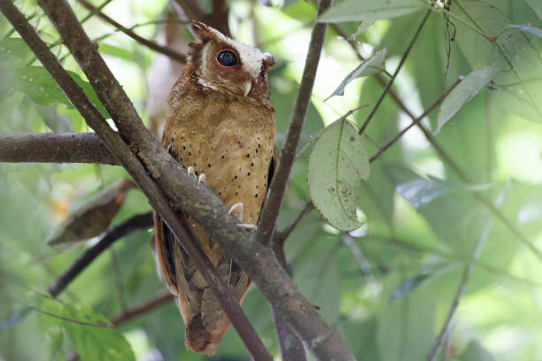 istock Nocturnal bird : adult White-fronted scops owl (Otus sagittatus). 1409393650