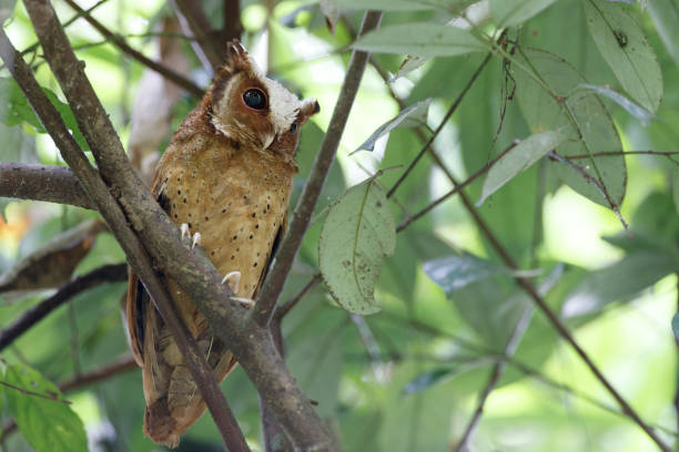 istock Nocturnal bird : adult White-fronted scops owl (Otus sagittatus). 1409393655