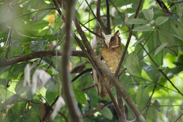 istock Nocturnal bird : adult White-fronted scops owl (Otus sagittatus). 1409393667