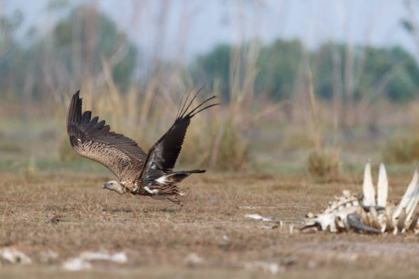 istock Vulture bird : adult Himalayan vulture or Himalayan griffon vulture (Gyps himalayensis). 1409393752