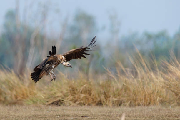 istock Vulture bird : adult Himalayan vulture or Himalayan griffon vulture (Gyps himalayensis). 1409393823