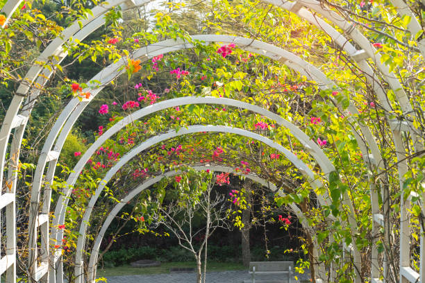 istock arch and growing colorful spring flowers 1409394616