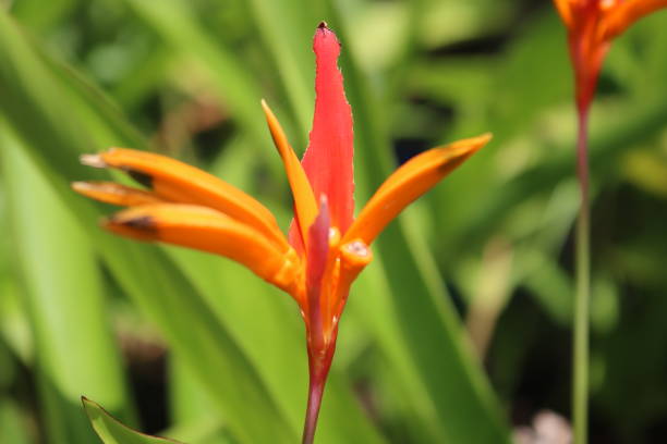 istock The bird of paradise 1409395857