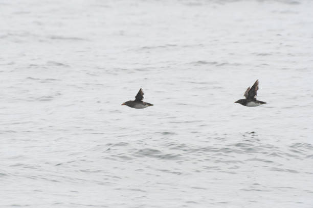 Rhinoceros auklets flying over the sea stock photo