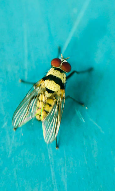 istock Anthomyia illocata,macro photoshoot 1409396712