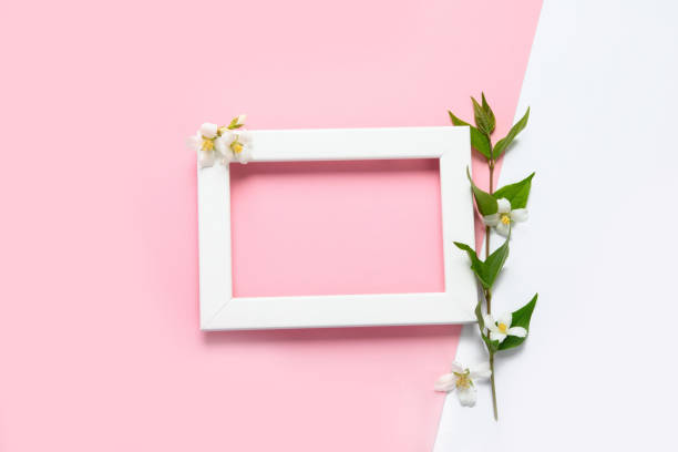 istock Jasmine flowers on pink background. 1409397701