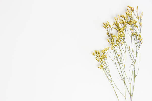 istock Yellow flowers over the white wooden table with copy space. 1409397958