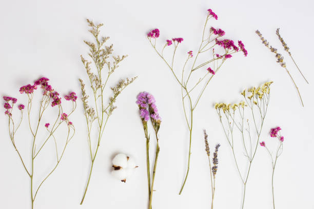 istock Various purple flowers over the white wooden background. 1409397961