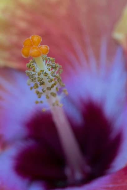 Fiery colorful Hibiscus blossom