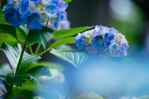 Scilla forbesii, aka spring star, bokeh background