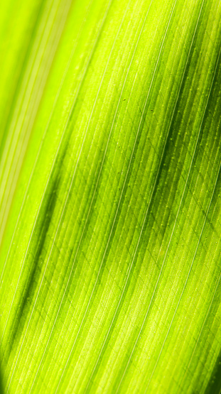 vertical macro shot of curved lines on a fresh green leaf