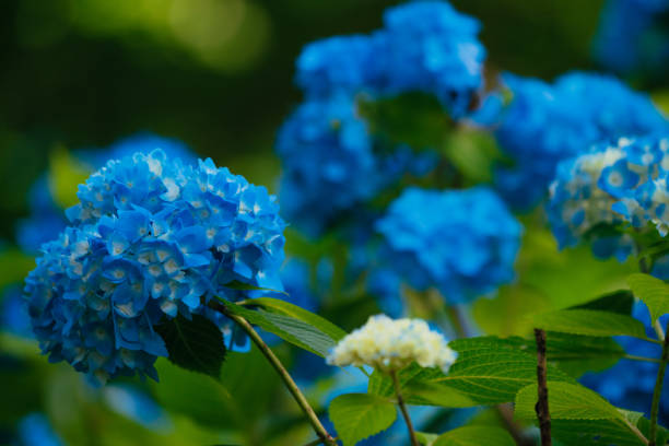 istock Blue colored hydrangea flowers in rain season, Tokyo, June 2022 1409401902