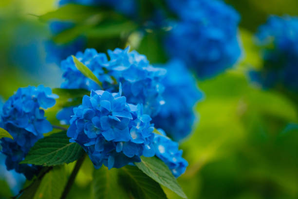 Blue colored hydrangea flowers in rain season, Tokyo, June 2022