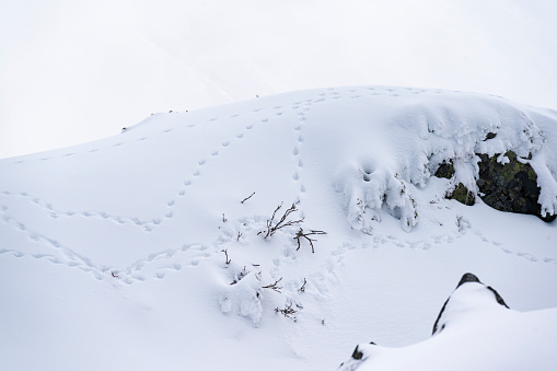 rock ptarmigan footprint