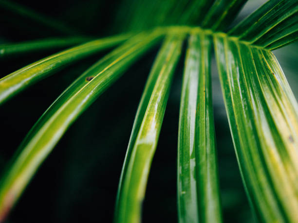 istock beautiful nature in Thailand 1409404977