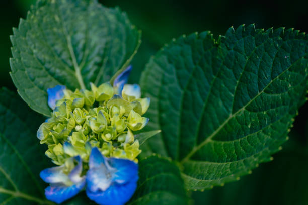 Outdoor Garden with focus on Hydrangea Flower Head
