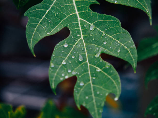 istock beautiful nature in Thailand 1409406028