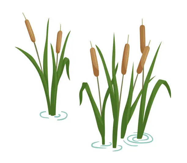 Vector illustration of Reed in pond set. Vector cartoon illustration isolated on white. Plants on swamp and wetland.